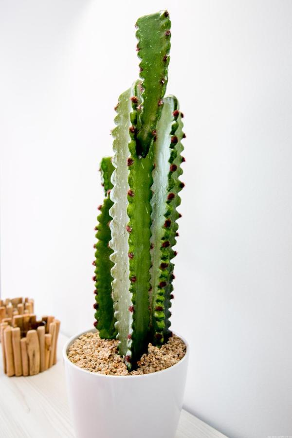Cactus Apartment San Miguel de Abona Kültér fotó